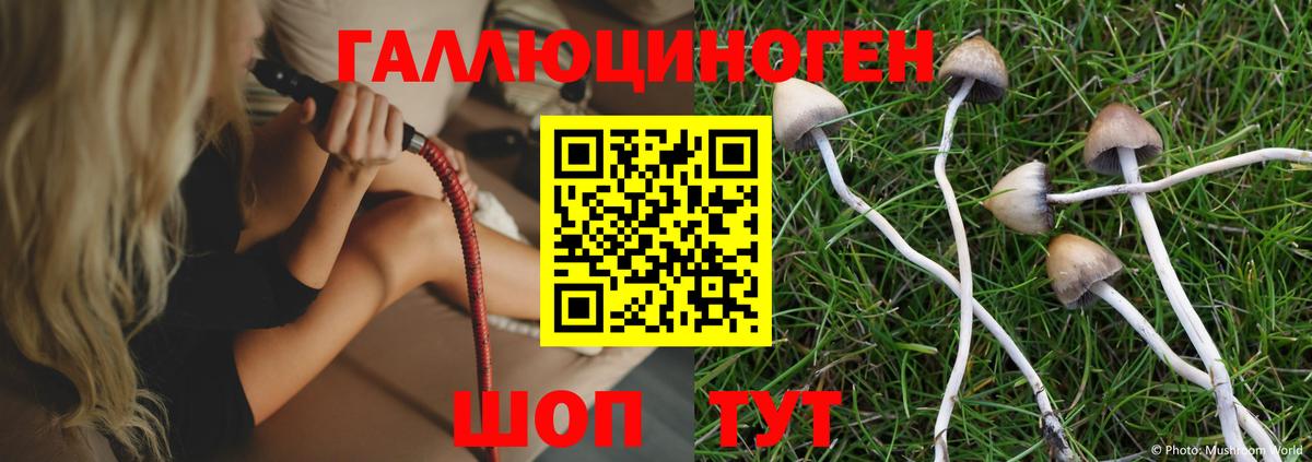 где продают   Петровск  Галлюциногенные грибы MAGIC MUSHROOMS  Псилоцибиновые грибы прущие грибы 